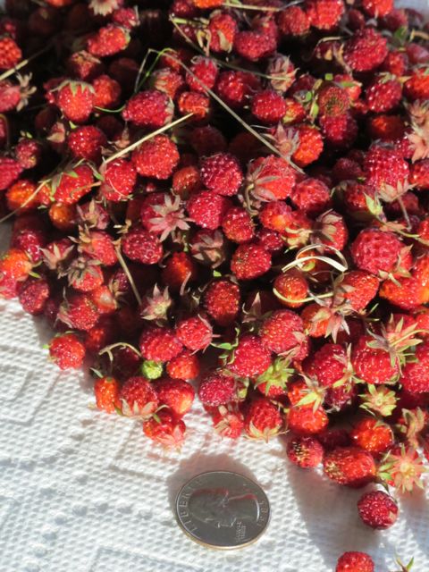 Tiny wild strawberries!