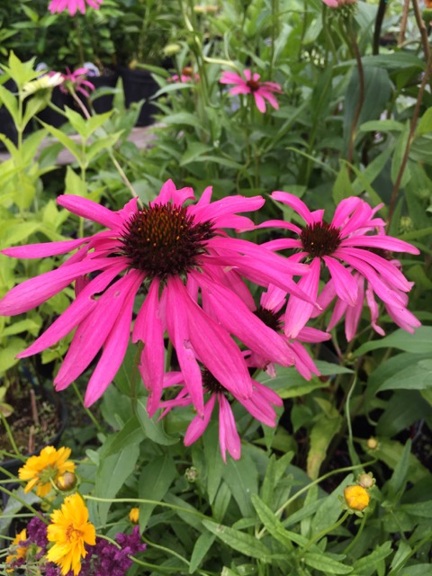 Echinacea