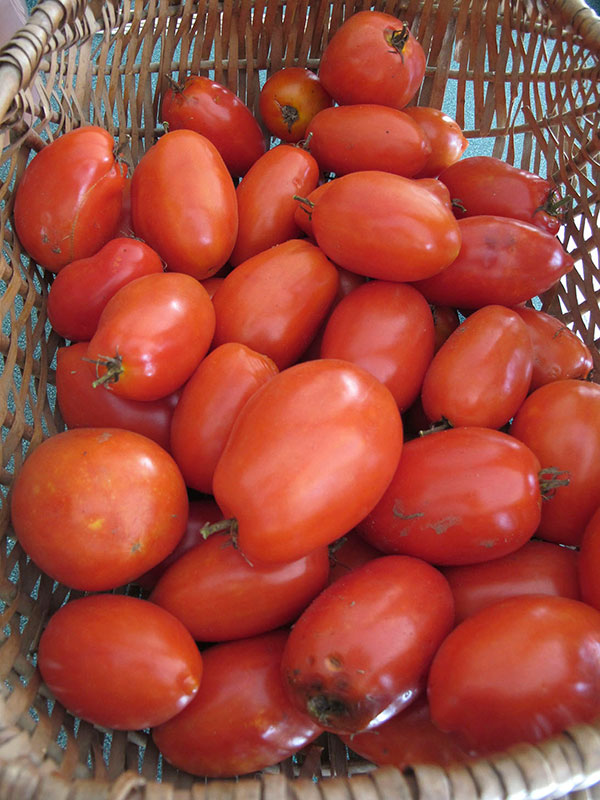 how long will seeds last