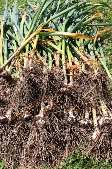 garlic harvest