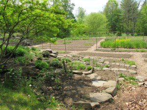 Sylvia's Garden's Solstice Seeds, seed saving