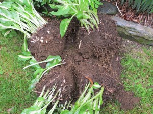 Dividing hostas hostas, gardening, prudent living
