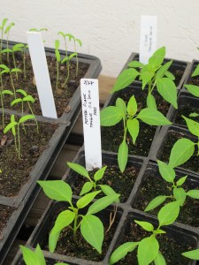 Vegetable seedlings seedlings, greenhouse
