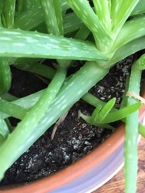 Propagating an Aloe Plant
