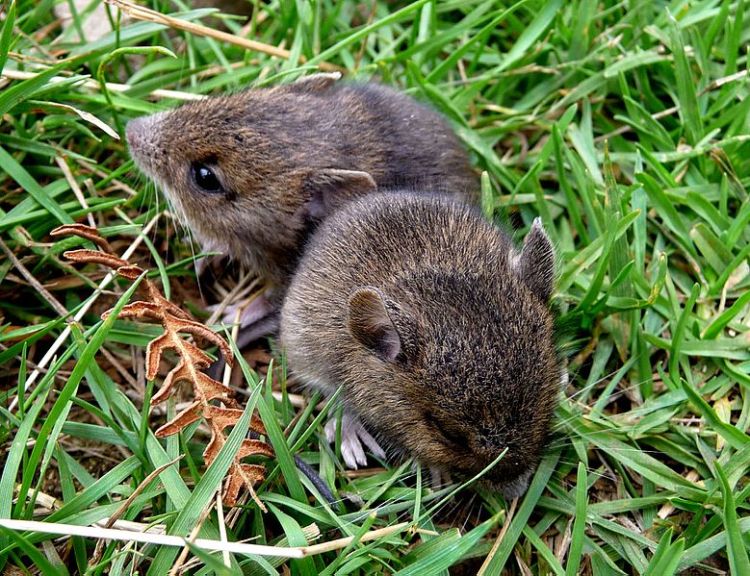 voles