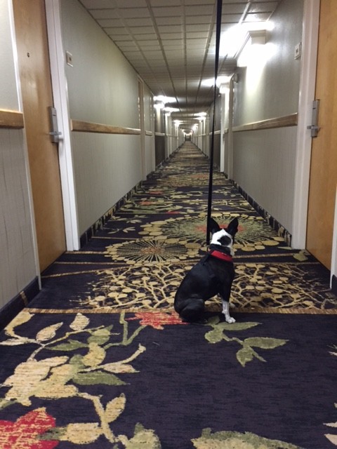 Riley enjoys these pet friendly hotels!