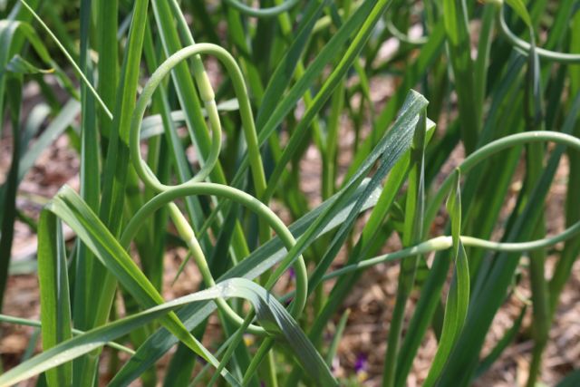 Garlic Scapes
