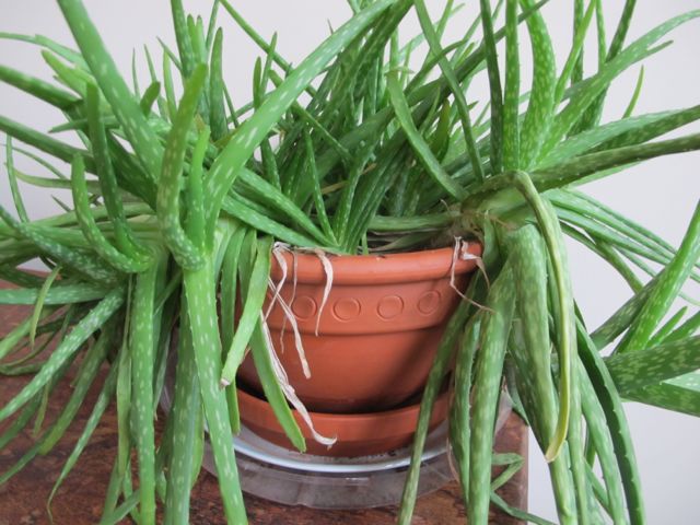 Aloe Vera Plant