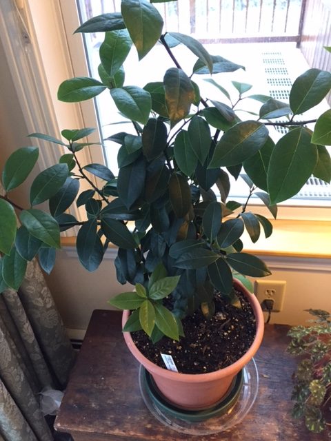 transplanting a peace lily