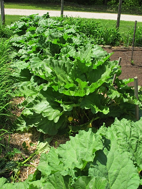 Rhubarb gardening, spring, Vermont