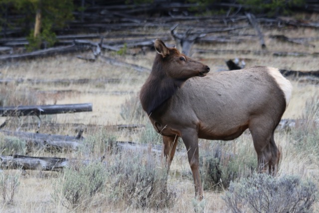 Elk