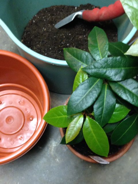 Supplies for transplanting.