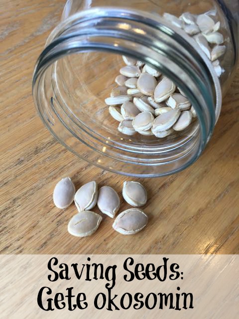 saving Gete okosomin seeds