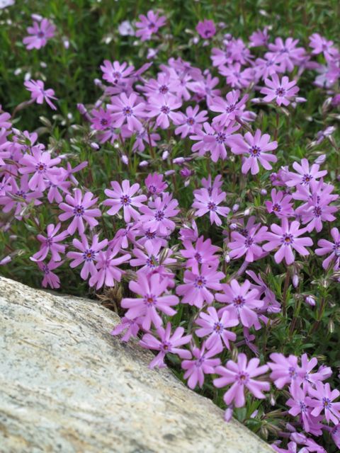 Creeping Phlox