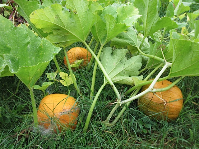 pumpkins, fall harvest