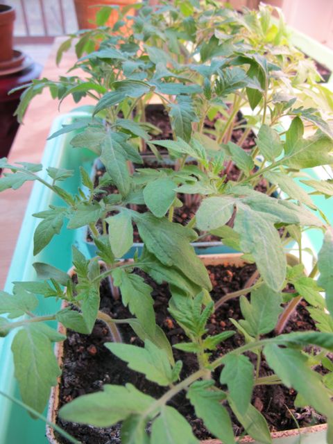 The tomato seedlings are doing just fine.