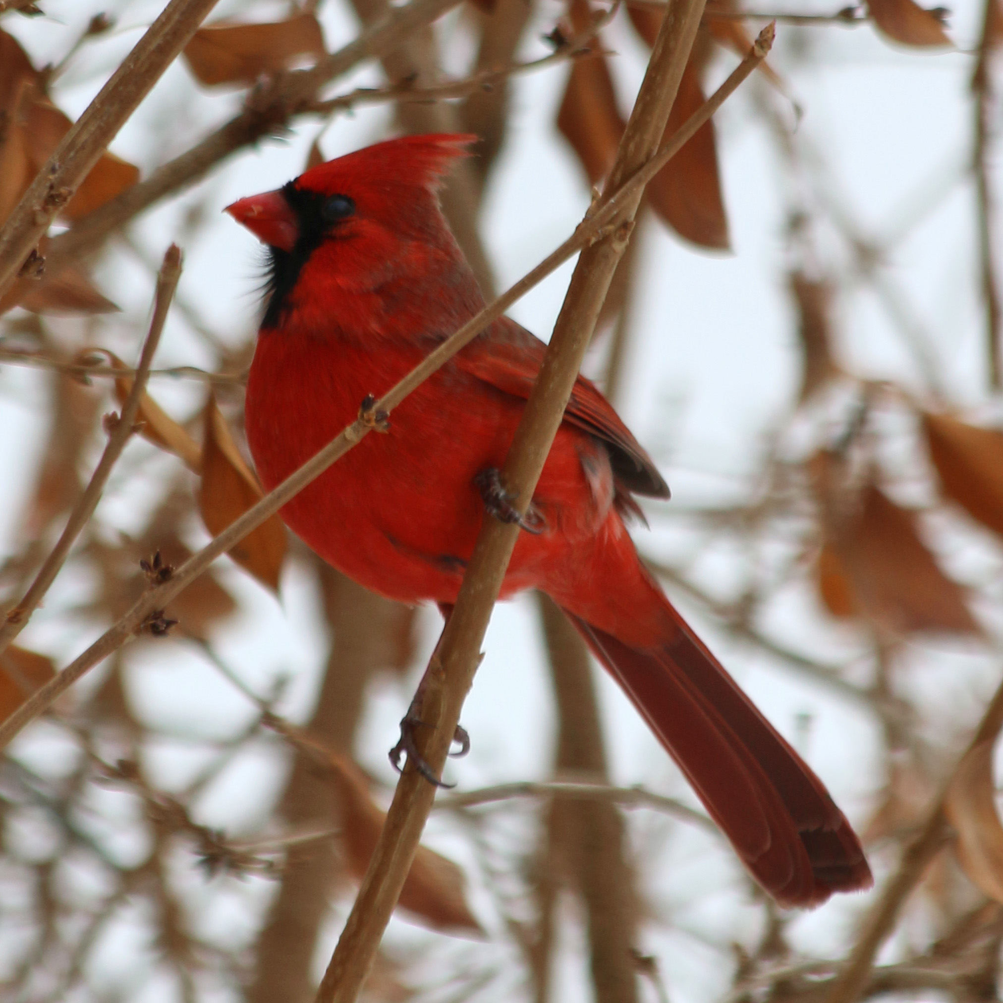 year of the bird