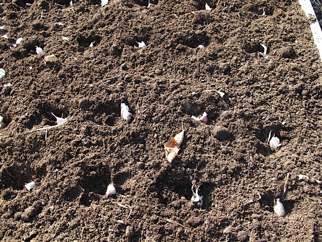 garden, garlic