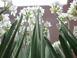 Narcissus, paperwhites, indoor flowers