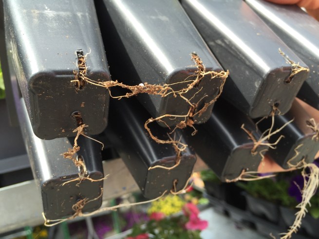 Roots coming out the bottom