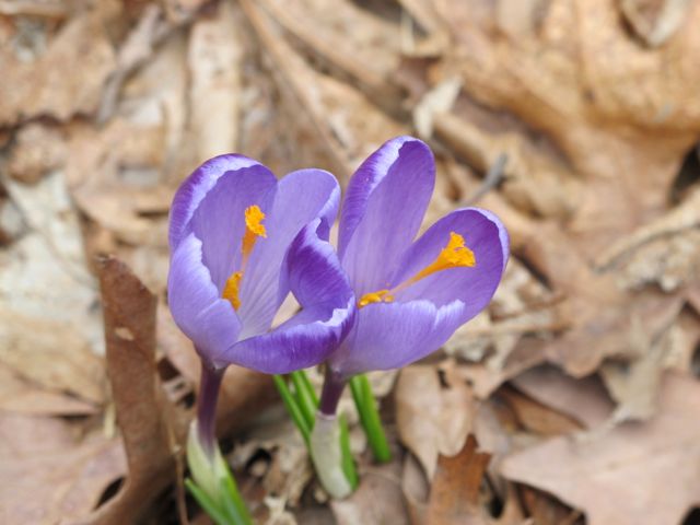 Crocus are blooming