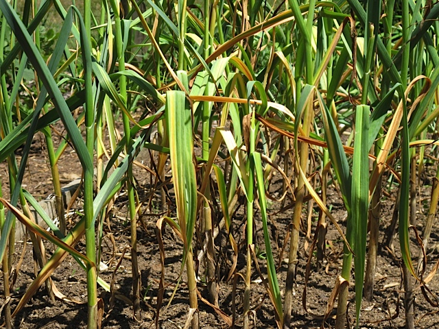 Garlic harvest, garden