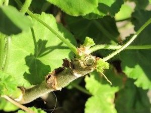 pinching, new growth, geranium