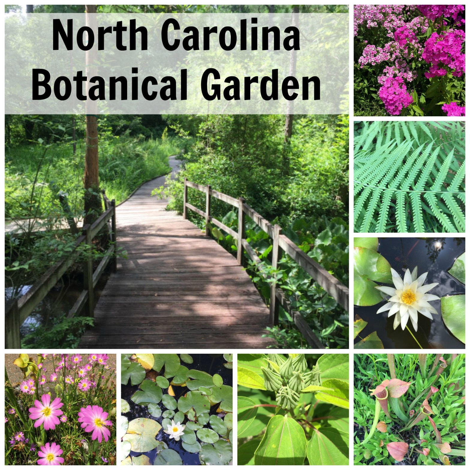 North Carolina Botanical Garden
