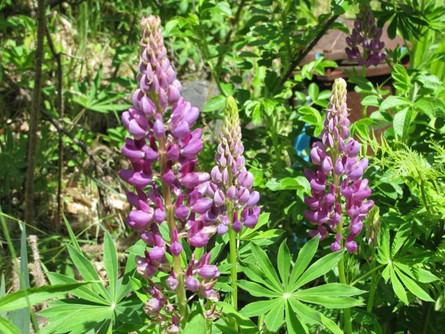 I love Lupines.