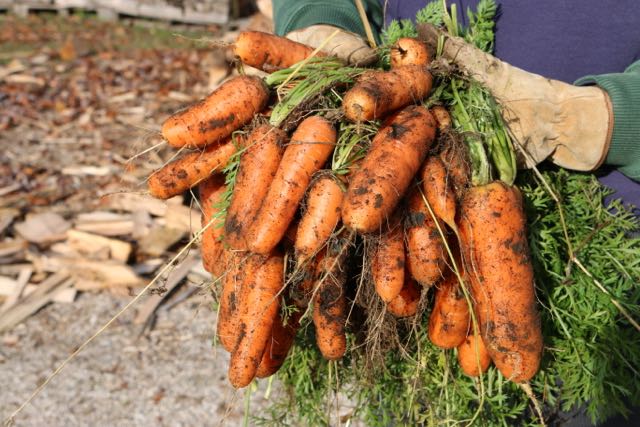 baby carrots really soaked in chlorine