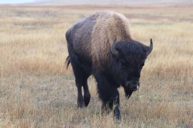 Bison