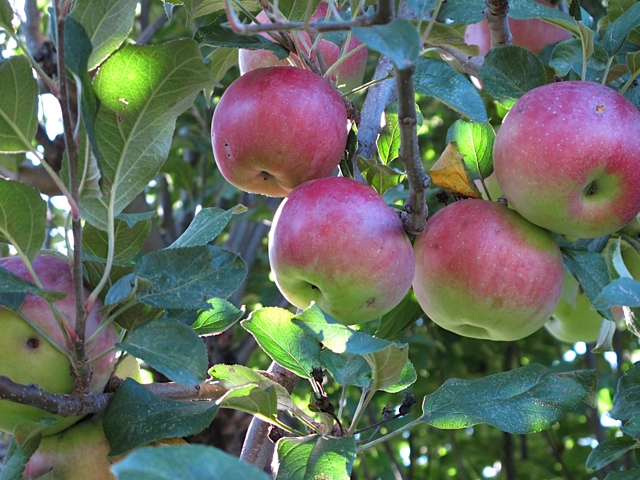 fruit, pantry, prudent living