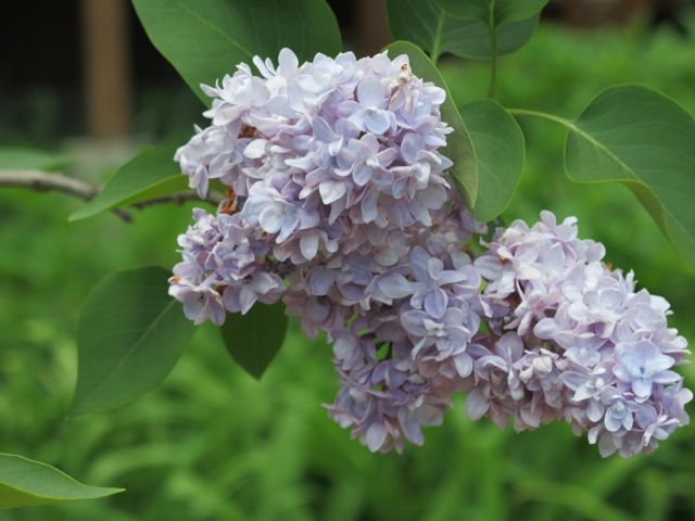 Jules Simon Lilac