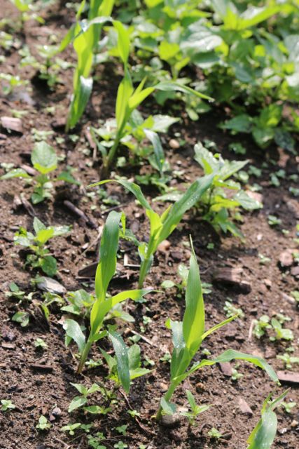 Corn and weeds!
