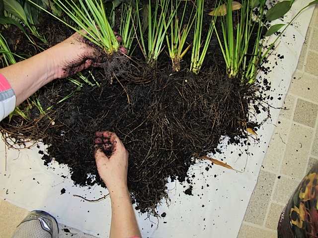 repotting houseplants, plants