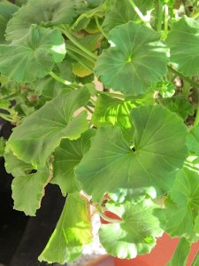 geranium, houseplants, overwintering plants