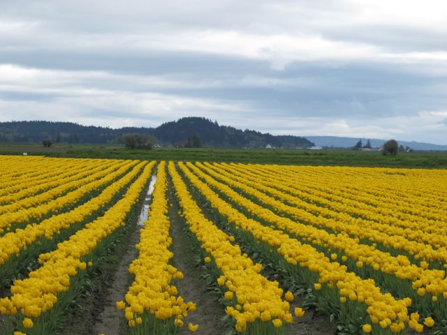 Beautiful tulips everywhere.