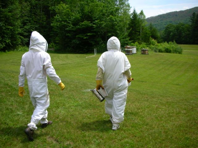 We used to keep bees.