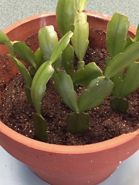 Propagating a Christmas Cactus