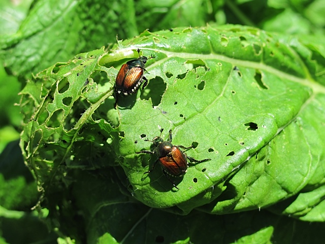 bugs, prudent living