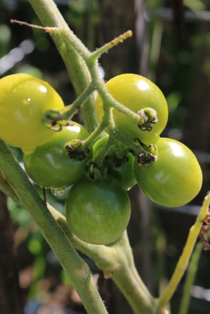 Green tomatoes