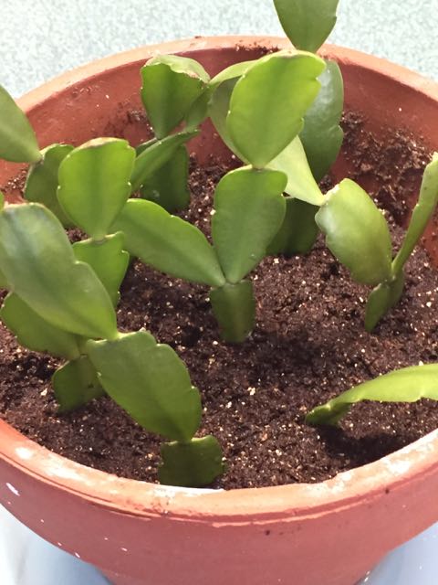 Propagating a Christmas Cactus