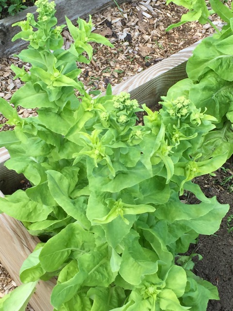 Bolting lettuce
