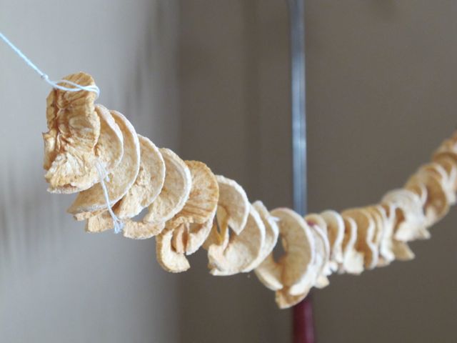 Apples dried on a string