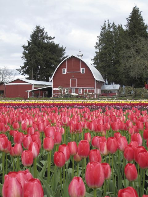 Tulip Town