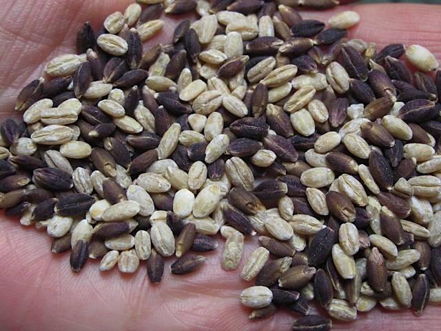 Barley grain, barley, prudent pantry