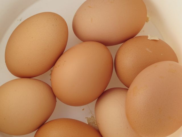 storing eggs