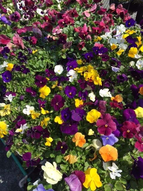 pansies