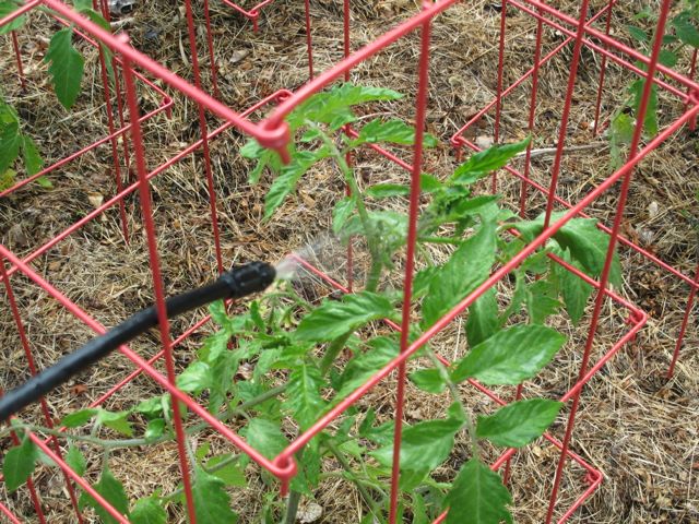 Spraying my tomatoes