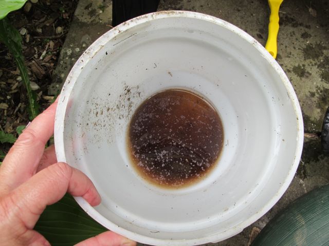 The liquid from the worm trays can be used too!